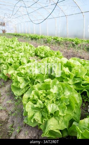Organic lettuce grown in a foil tunnel. Stock Photo