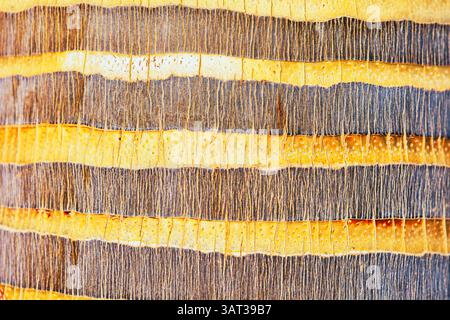 Palm tree trunk textured, fibrous bark with layered. Intricate pattern and natural details make it a compelling background. Horizontal bands of light Stock Photo