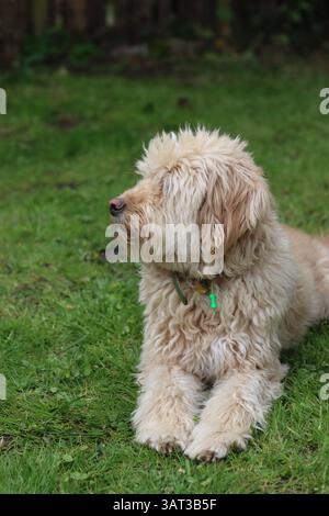 Cute Labradoodle puppy sitting on the grass in the garden Stock Photo