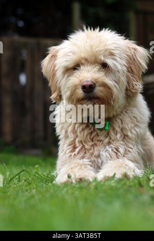 Cute Labradoodle puppy sitting on the grass in the garden Stock Photo