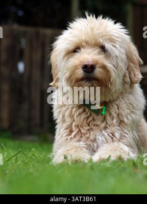 Cute Labradoodle puppy sitting on the grass in the garden Stock Photo