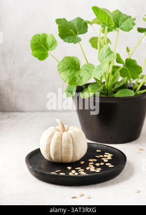 Organic mini white pumpkin "Baby Boo" seeds (Cucurbita pepo) on a black plate with green sprouts. Harvesting or growth of a plant at home concept. Stock Photo