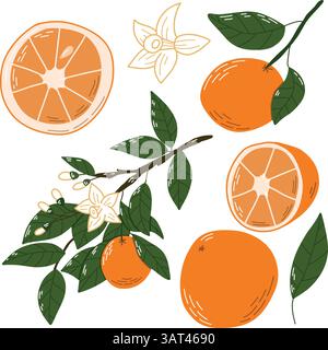 Hand-Drawn Orange Fruits and Blossoms Illustration with Green Leaves Stock Vector
