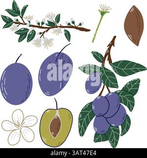 Illustrated Purple Plums with Branches, Leaves, Flowers, and Seeds on White Background Stock Vector