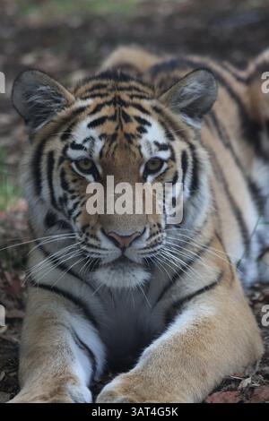 A close-up of a resting Bengal tiger (Panthera tigris tigris) lying on the ground, looking directly into the camera with an intense and majestic gaze. Stock Photo