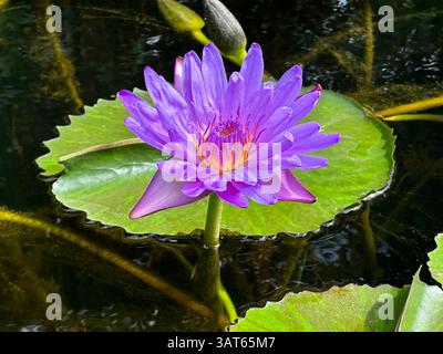 Purple water lily blooms with vibrant petals amid green lily pads in a