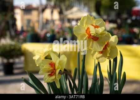 Amaryllis, genus of plants of the Amaryllis family (Amaryllidaceae Stock  Photo - Alamy