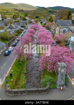 Cherry blossom in full bloom at Burnside in Dollar, Clackmannanshire, Scotland UK Stock Photo