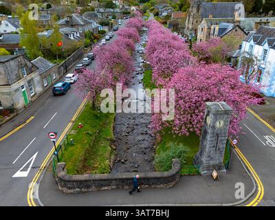 Cherry blossom in full bloom at Burnside in Dollar, Clackmannanshire, Scotland UK Stock Photo