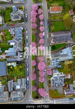 Aerial view of cherry trees in full bloom surrounding a pond with ...