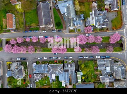 Cherry blossom in full bloom at Burnside in Dollar, Clackmannanshire, Scotland UK Stock Photo