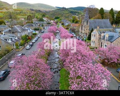 Cherry blossom in full bloom at Burnside in Dollar, Clackmannanshire, Scotland UK Stock Photo