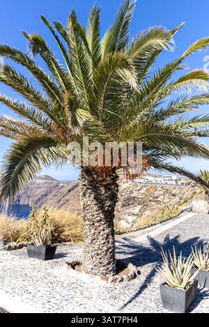 Majestic Palm Tree Stands Tall Against the Backdrop of Santorini's Cliffs and Blue Waters. Stock Photo
