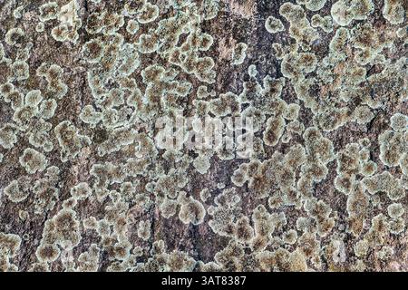 Lichens on an old sidewalk with stone plates, Helmarshausen Monastery, Hesse, Germany, Europe Stock Photo