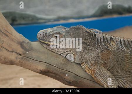 Iguana on tree, closeup. Embrace the wonders of the wild as an iguana blends seamlessly into its arboreal habitat, perched high atop a tree branch Stock Photo