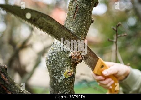 Tree surgeon is sawing off affected area on branch with apple tree canker. Arborist takes care of diseased plant in garden. Hand with saw in motion Stock Photo