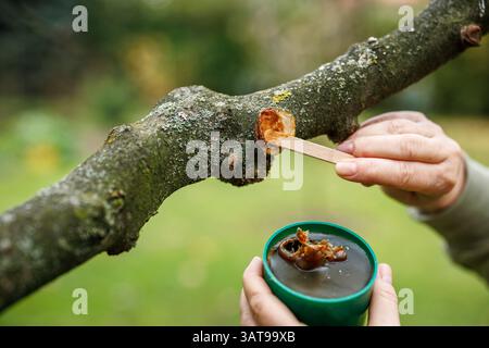 Arborist is applying tree wound dressing or grafting wax to prevent infection and fungal or parasitic diseases after pruning branch Stock Photo