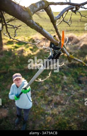 Woman farmer using tree pruner for seasonal pruning trees in garden. Cutting branch with extendable loppers. Gardening tool Stock Photo