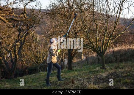 Gardener working with pruning loppers in orchard. Woman farmer trimming tree branches in garden Stock Photo