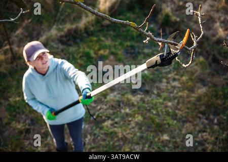 Gardener using long pruning shears for seasonal trimming trees in garden. Woman cutting branch with gardening tool extendable loppers Stock Photo