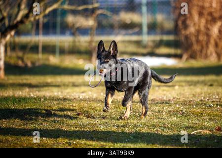 Puppy running outdoors. Young German Shepherd dog playing with pet toy while practicing obedience skills Stock Photo