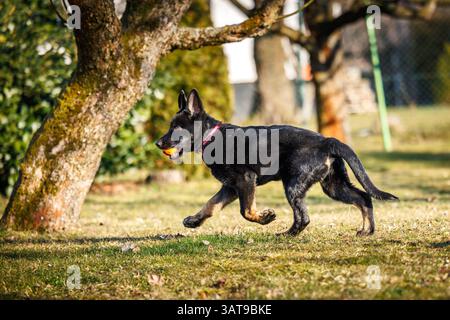 German Shepherd dog running in garden. Puppy playing with a pet toy Stock Photo