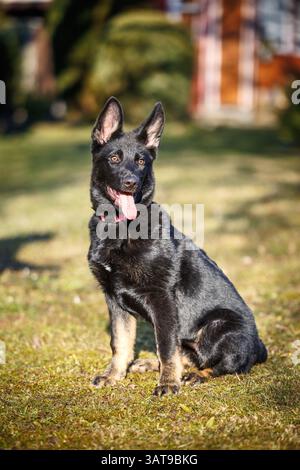German shepherd puppy sitting in backyard. Portrait of young dog Stock Photo