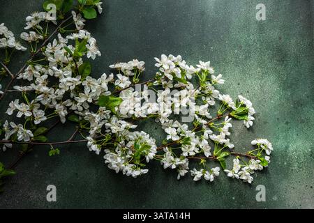 Overhead view of flowering white cherry blossom flowers on a green background Stock Photo