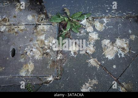 A close-up view of a city sidewalk marked with bird droppings and cracks where small weeds have started to grow. Stock Photo