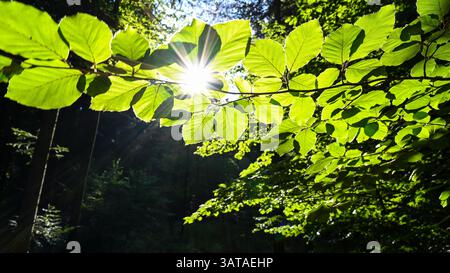 Branch with oak leaves backlit backlight by the sun in the forest, shining brightly. Stock Photo