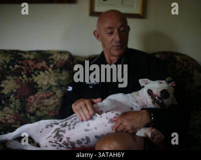 July 26, 2013 - Chicago, IL, USA - Al Phillips holds his miniature bull terrier, Colonel, at home in Chicago, Illinois, on July 26, 2013. Colenel was a few months old when he was shot by a Chicago Police officer as he escaped from the front yard last December. (Credit Image: © Carolyn Van Houten/MCT/ZUMAPRESS.com) Stock Photo