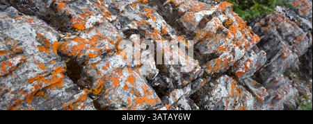 Natural rocky background with bright orange lichen web banner Stock Photo