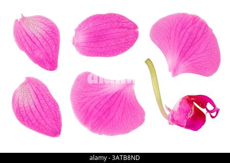 pink phalaenopsis orchid flower isolated on white background Stock Photo