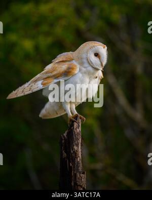 Barn owl perched on a post having a rouse.Oxfordshire,UK Stock Photo