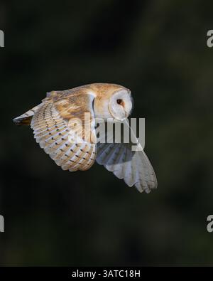 Barn owl flying and hunting early morning in Oxfordshire,Uk Stock Photo