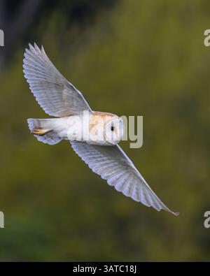 Barn owl flying and hunting early morning in Oxfordshire,Uk Stock Photo