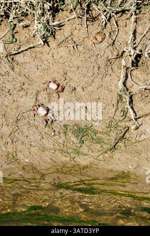 Fiddler crabs on the banks of the Tavira salt marshes in Portugal Stock Photo