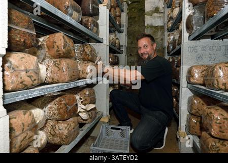 Mushroom cellar grower, Oyster mushroom (Pleurotus ostreatus), Nans-sous-Sainte-Anne, Doubs, France Stock Photo