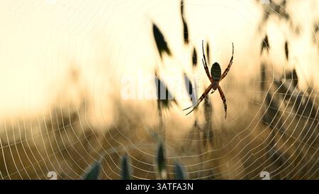 Wasp spider web in the morning dew. Spider web with dew drops in a oat field. Stock Photo