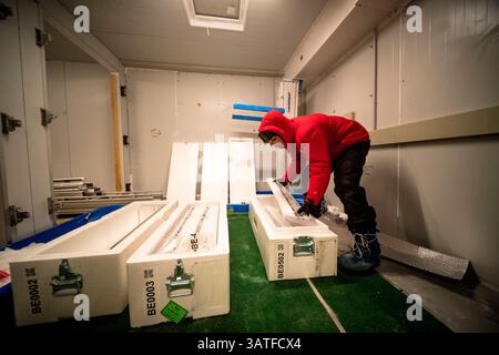 Two scientists cut and pack ice cores. Here, half a core is carefully placed in an insulated box. Concordia Antarctic Research Station, Dome C plateau Stock Photo