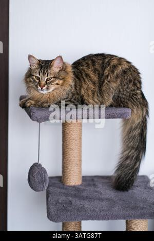 Moscow, Russia, 18.04.25. A cat is sitting on a cat tree with a toy mouse dangling from it. The cat appears to be relaxed and content as it lounges on Stock Photo