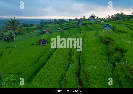 Jatiluwih is one of Bali's most beautiful sites. Thousands of hectares of cascading green rice fields. The entire site is a Unesco World Heritage Site Stock Photo