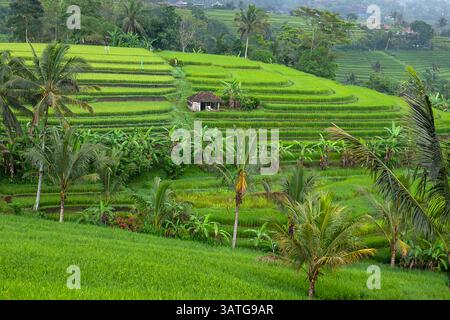 Jatiluwih is one of Bali's most beautiful sites. Thousands of hectares of cascading green rice fields. The entire site is a Unesco World Heritage Site Stock Photo