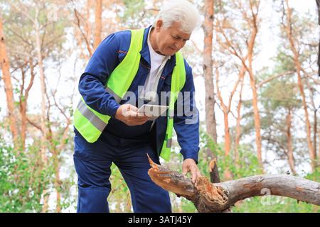 Senior forester with tablet computer inspecting fallen tree in forest Stock Photo