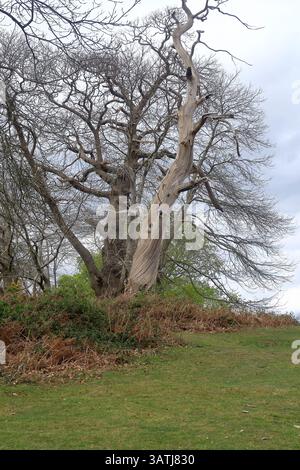 Old twisted trees in Shorne country park Stock Photo