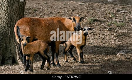 A Cameroon dwarf blackbelly ewe with its two lambs  (Ovis gmelini aries) looking into the camera, 16:9 Stock Photo