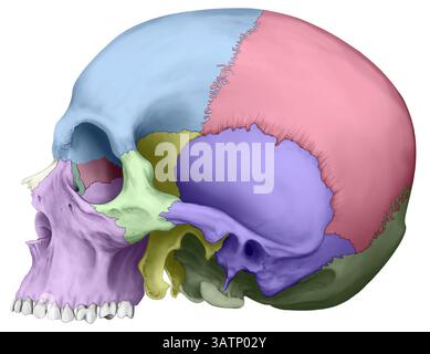 Illustration of a lateral view of the human skull. The bones are with colour-coded; frontal (blue), temporal (purple), sphenoid (yellow), parietal (pi Stock Photo