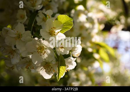 Pear tree full of flowers in morning sun Stock Photo
