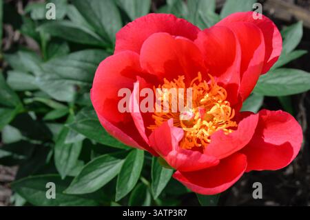 A red common garden peony in bloom Stock Photo