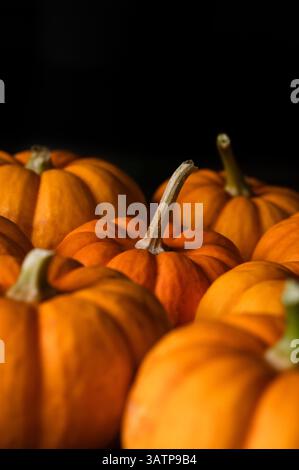 Mini pumpkins on a dark background Stock Photo